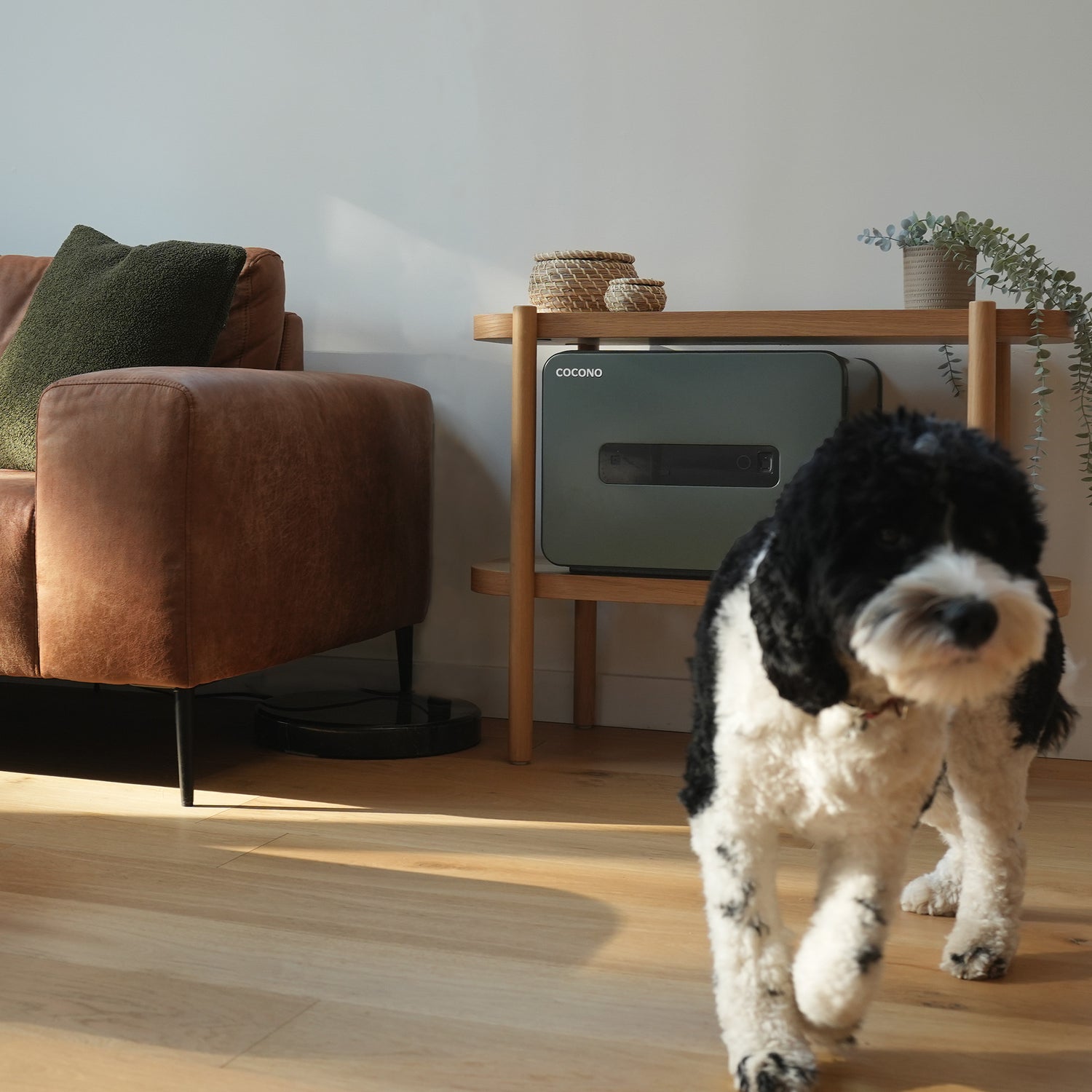 Cocono 20 small fireproof home safe on shelf with dog